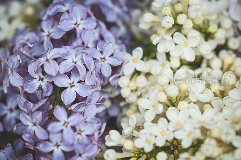 丁香花靠近背景