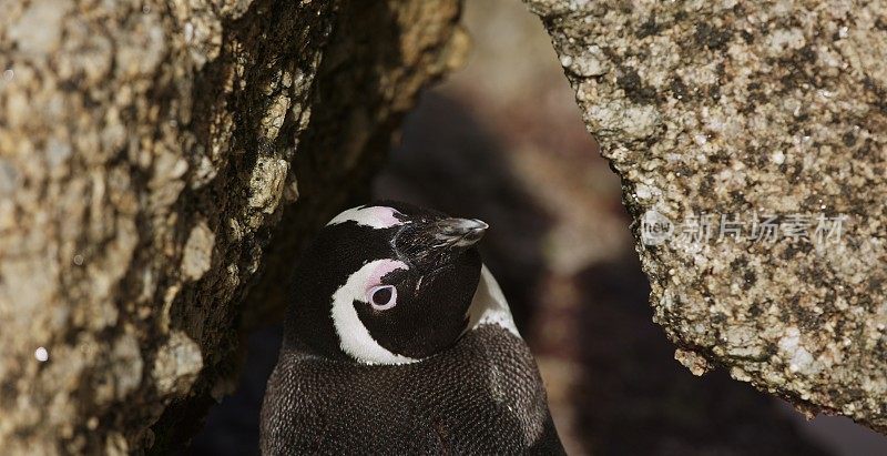 一只躲在岩石间的非洲小企鹅的有趣肖像。或者叫蠢蛋企鹅。南非西蒙镇博尔德斯海滩自然保护区的殖民地。野生动物和鸟类