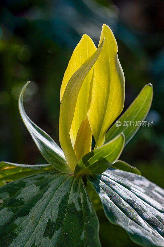 田纳西州大烟山国家公园的黄色Trillium;延龄草luteum;。黄雀花是一种春天的野花，在大烟雾山脉和周围地区有当地的种群。