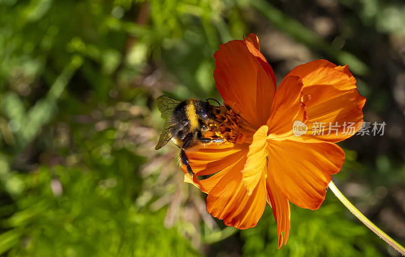 从侧面特写宇宙硫磺，一只大黄蜂栖息在一朵花上