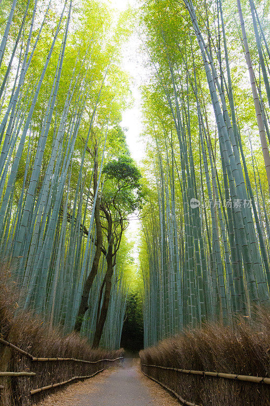 京都的竹林