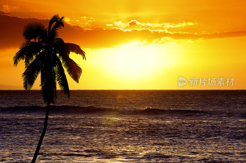 热带日落和棕榈树