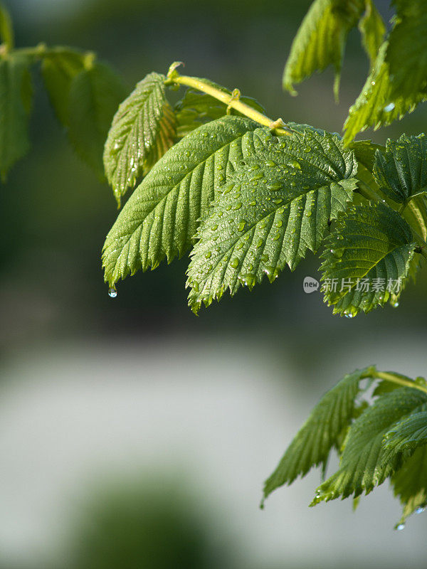 小雨打在树叶