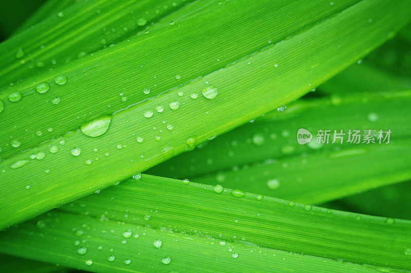 长长的绿叶带着雨滴