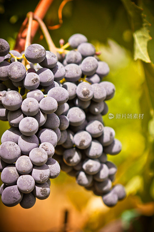 葡萄树上的红葡萄，意大利基安蒂地区