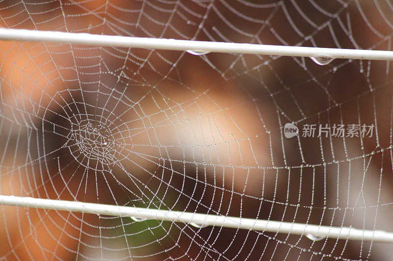 这是花园里的蜘蛛网和早晨的露珠，褐色的背景