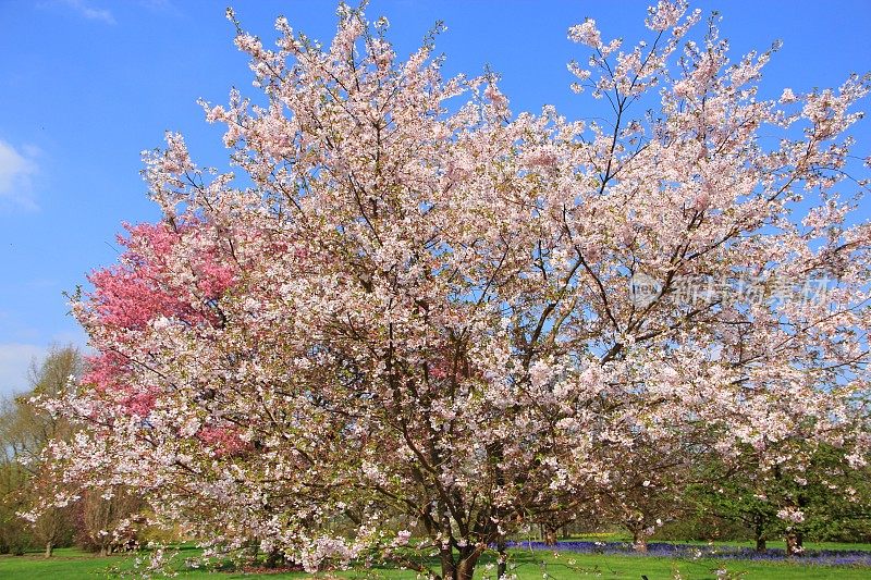 盛开的樱桃树