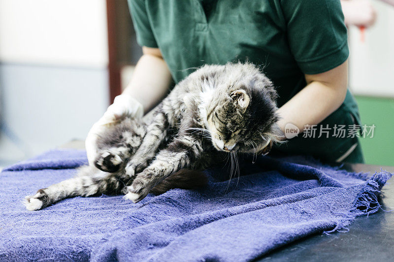 兽医护士照顾猫
