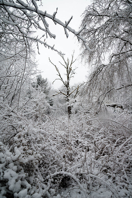 冬天的雪景