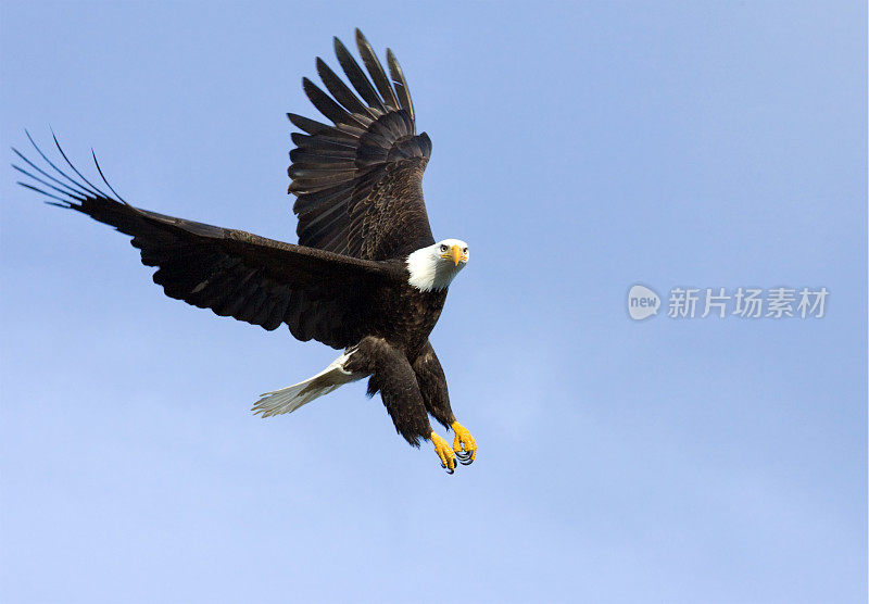 秃鹰即将登陆，阿拉斯加