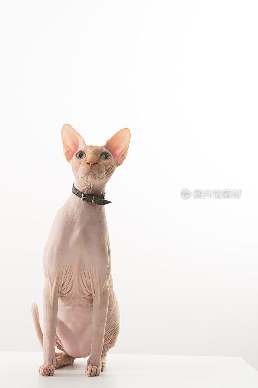 sphynx猫