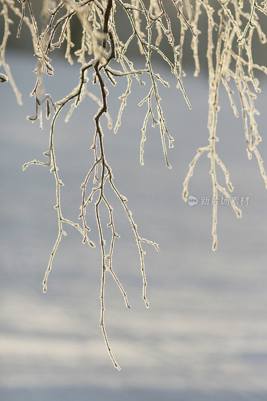 白桦树的树枝上飘着雪花