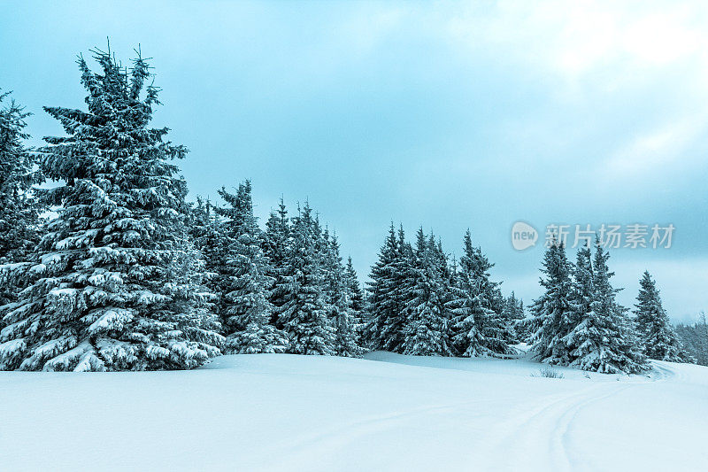 美丽的冬季景观和白雪覆盖的树木