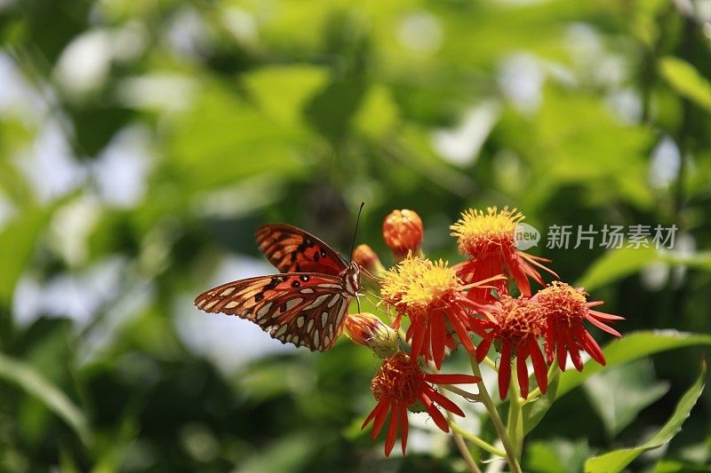 海湾贝母蝶正坐在一株拟雌蝶上。