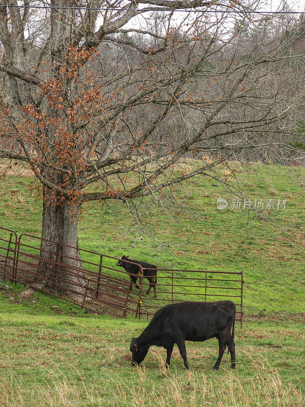 成人，小牛放牧在围栏农场乡村田野景观