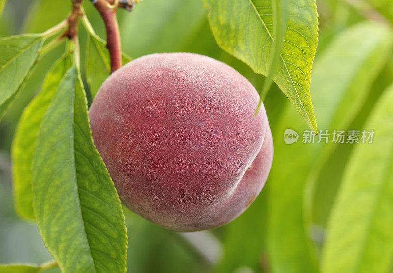 树上成熟的桃子