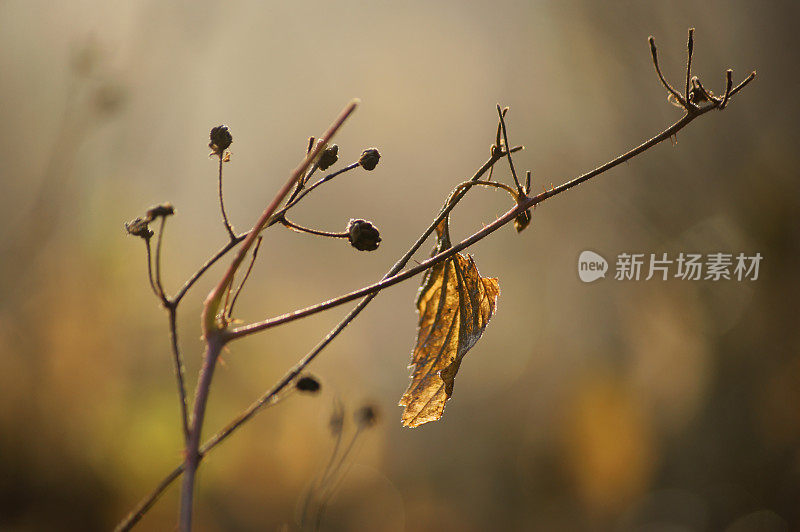 雾中的小树枝