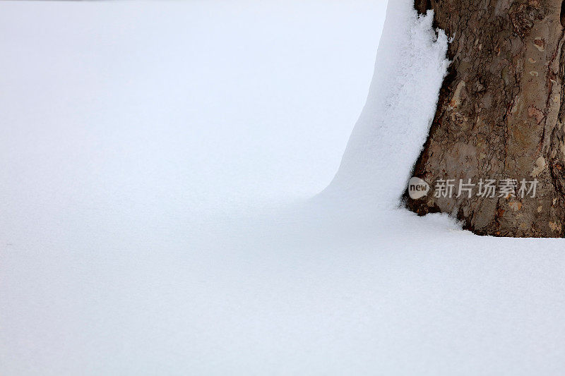 雪和树