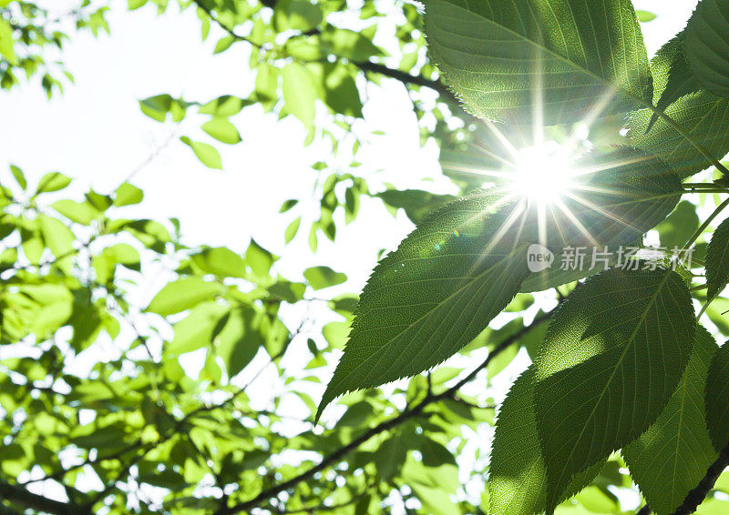 阳光透过茂密的森林植物