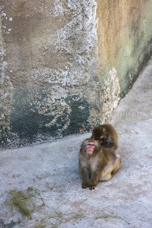 猴子是修饰