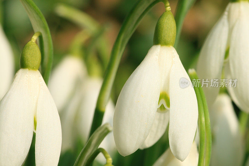 雪花莲