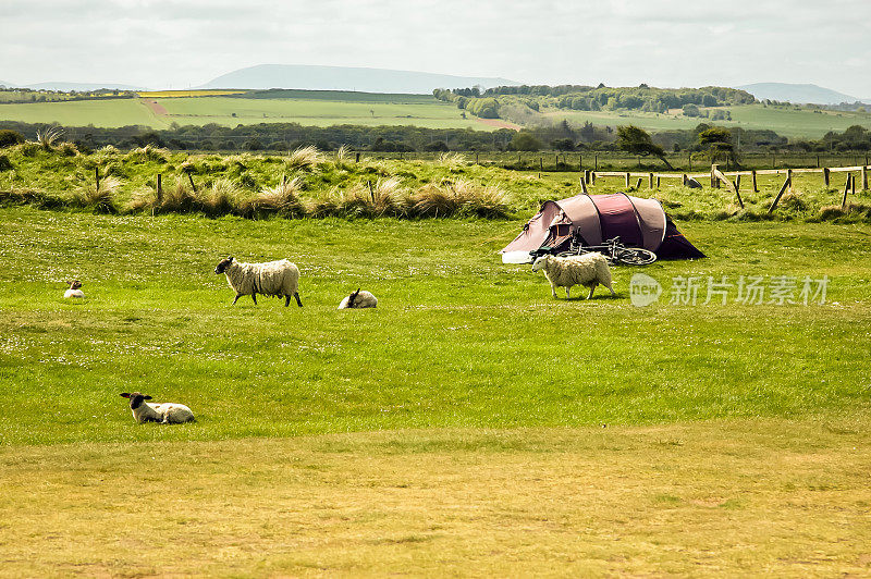 威尔士牧羊景色