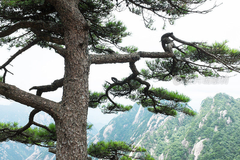 黄山的松树