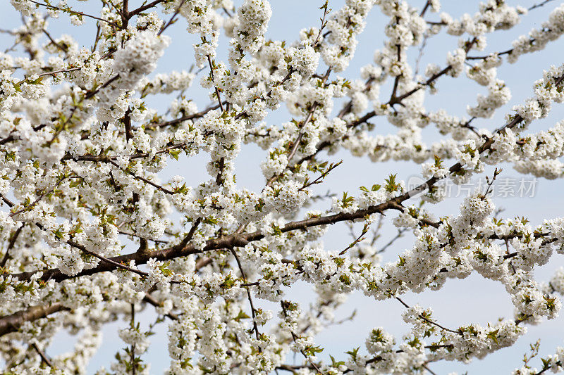 开花的樱桃树，有白色的花头