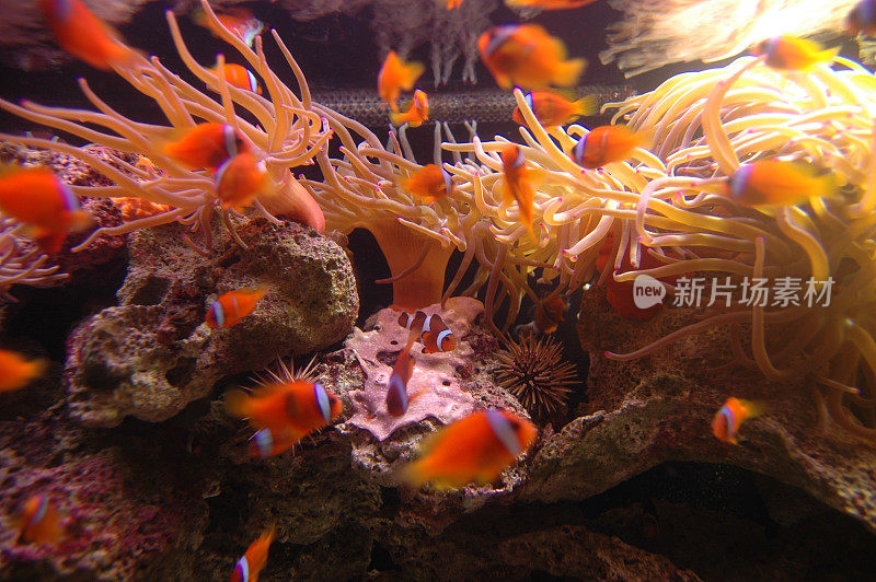 热带珊瑚礁中的小丑鱼