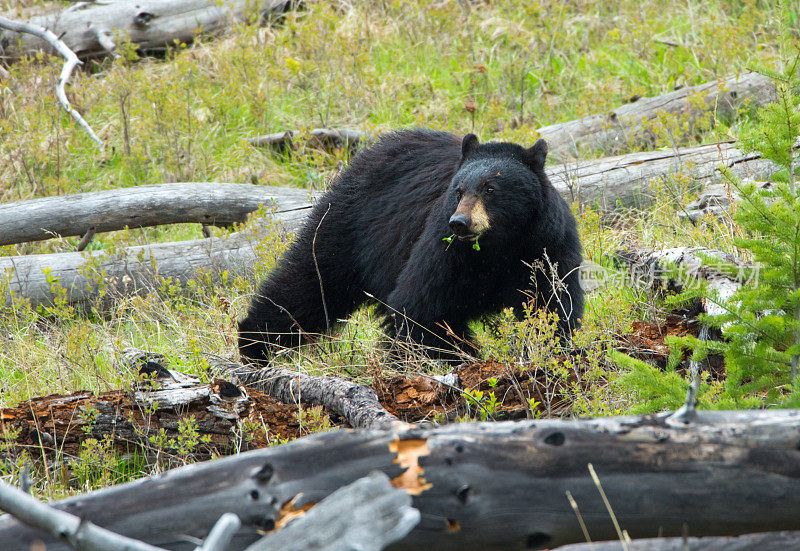 黑熊-黄石国家公园