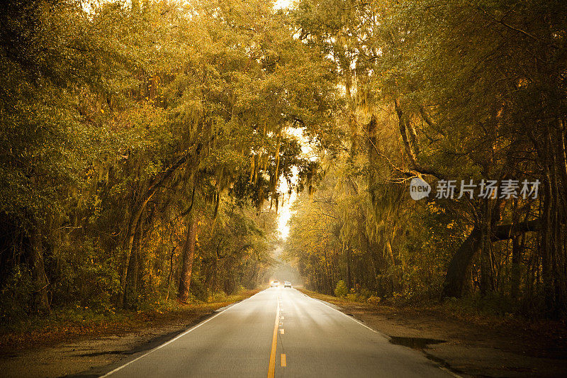 种植森林公路