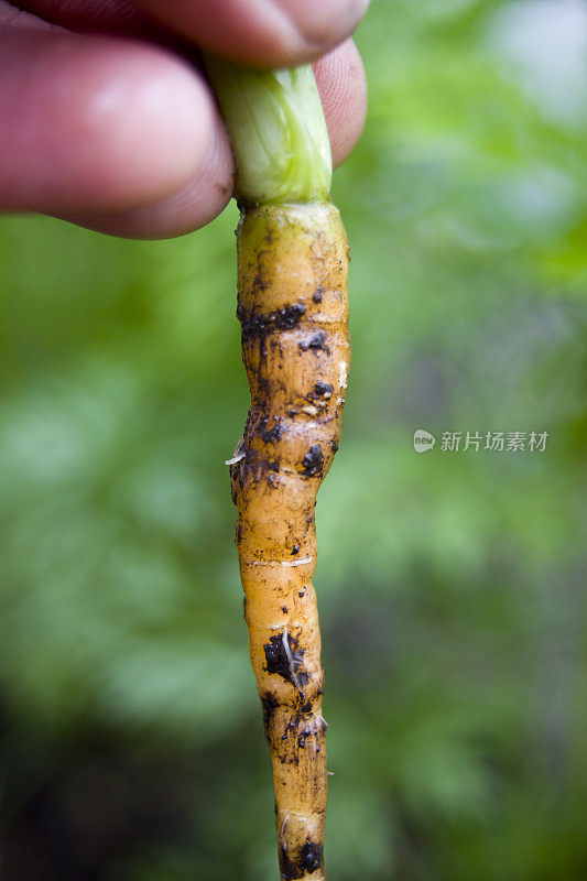 小胡萝卜刚从土里拔出来。