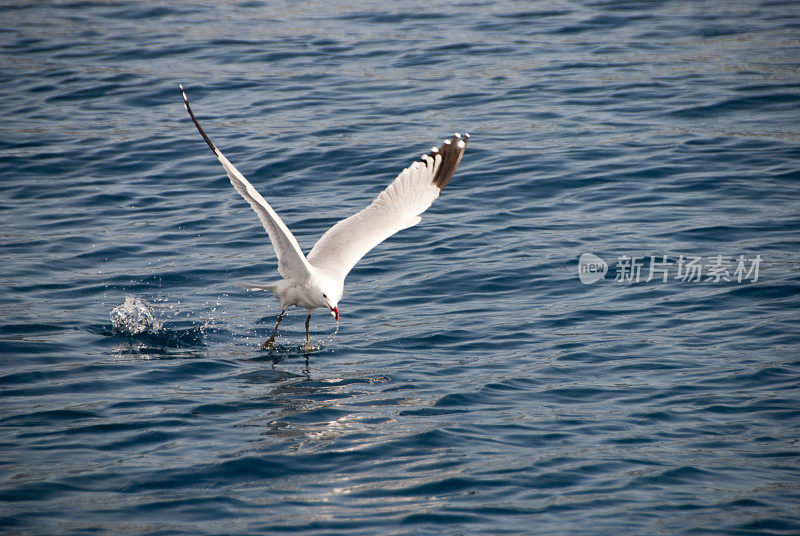 海鸥