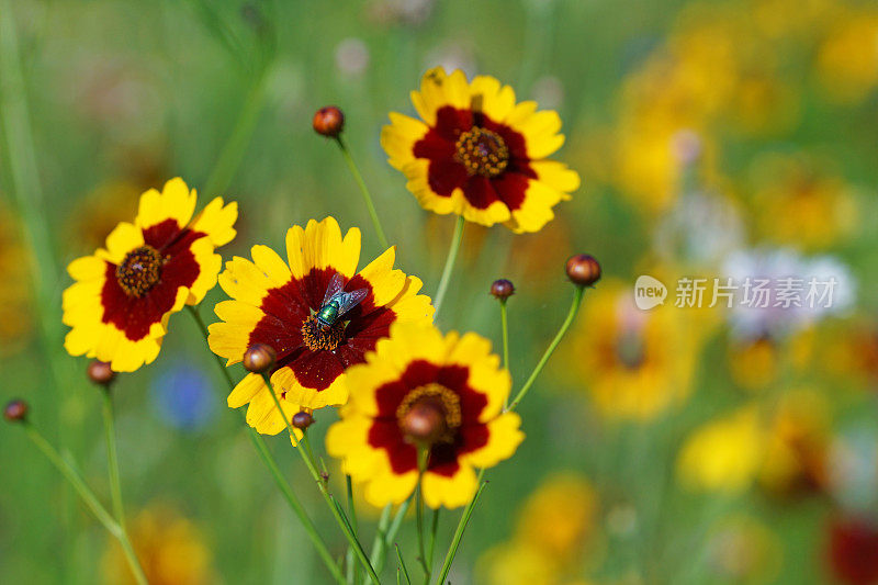 黄花植物野外特写