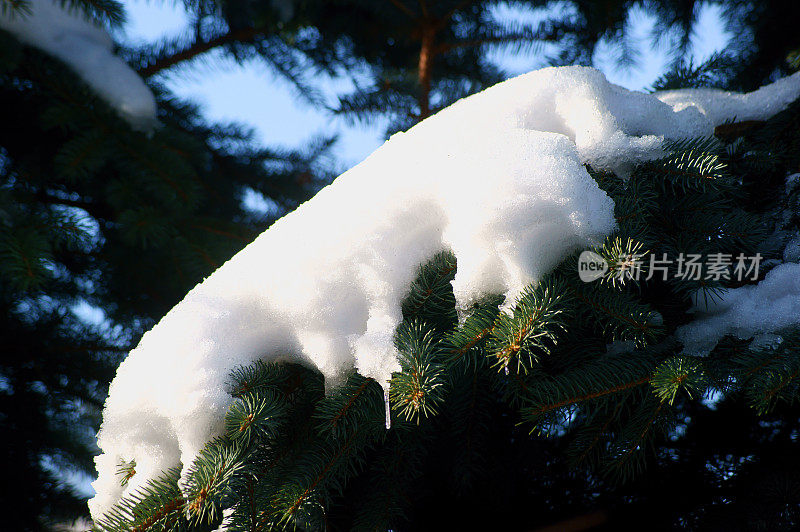 云杉在雪