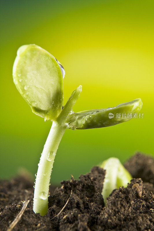 新的种子植物从土壤中发芽