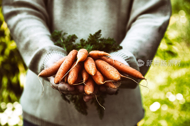 农民手里拿着新鲜的胡萝卜