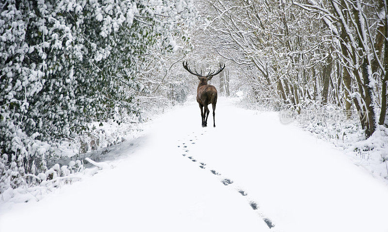 美丽的马鹿在冰雪覆盖的节日冬季