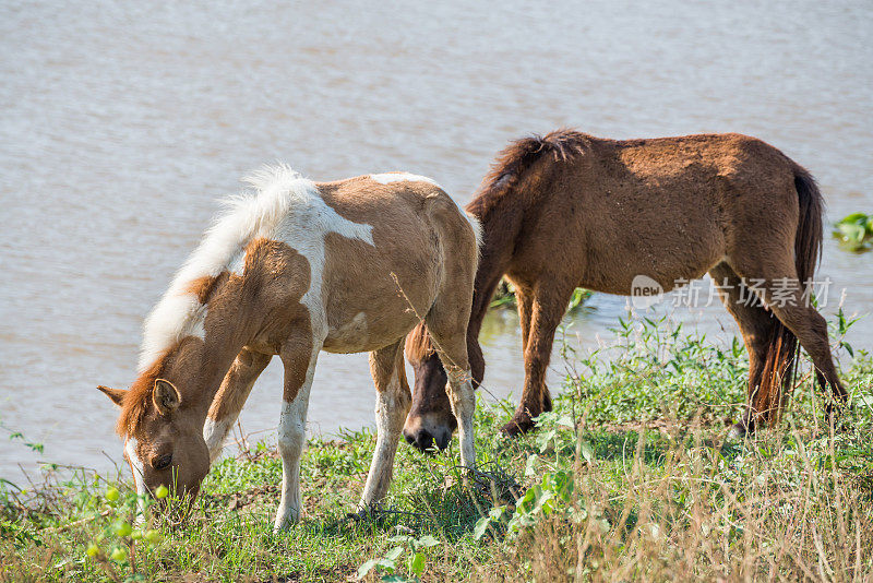 棕色的马在河边的地上吃草