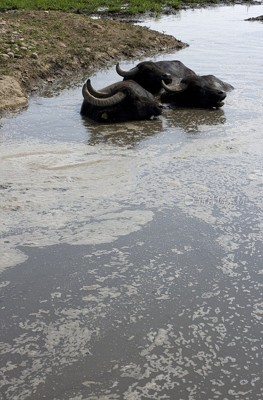 水牛在泥泞的水中