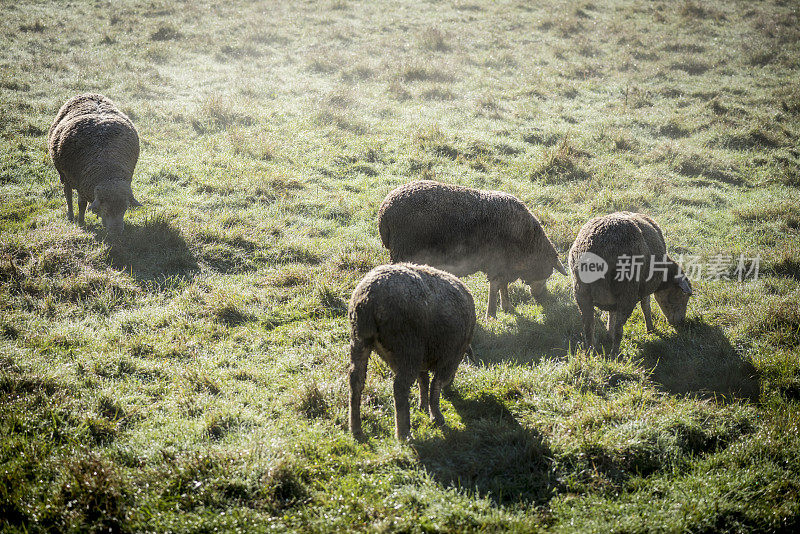 晨雾中的羊