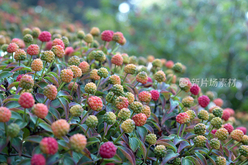 观赏灌木(山茱萸)，有多种颜色的果实