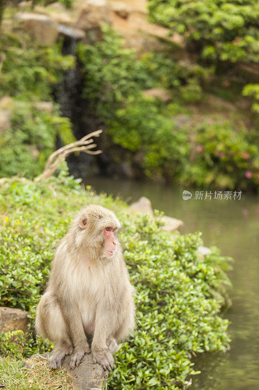猕猴坐着看水