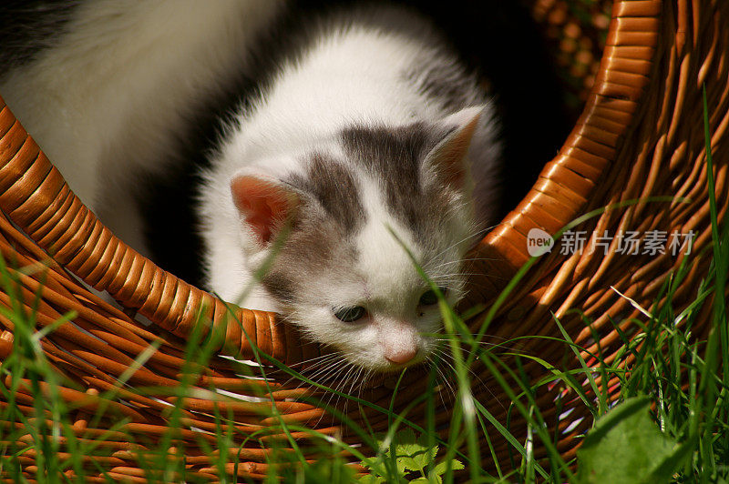 猫和小猫