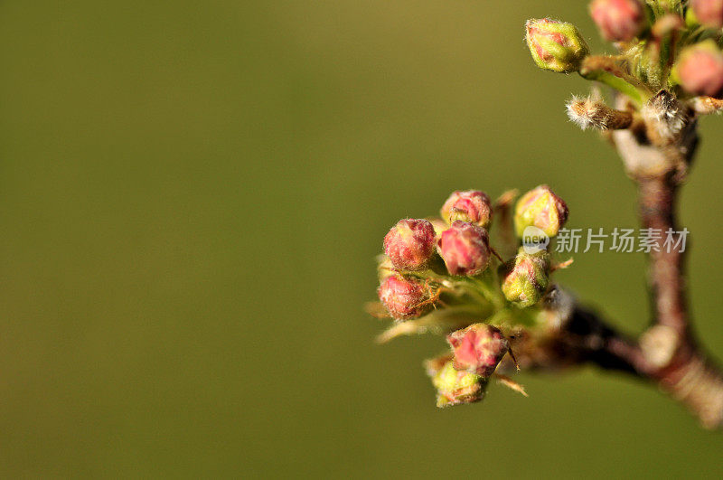 绿树萌芽