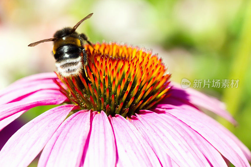 蜜蜂在花紫锥菊上