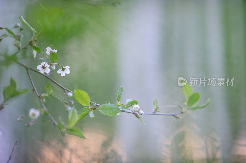 樱花的花枝