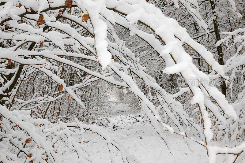 森林和雪