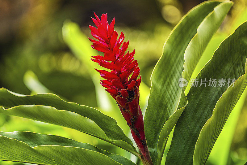 加勒比地区的植被