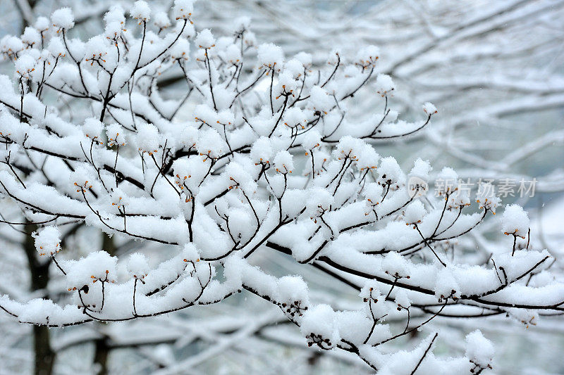 雪覆盖了树枝